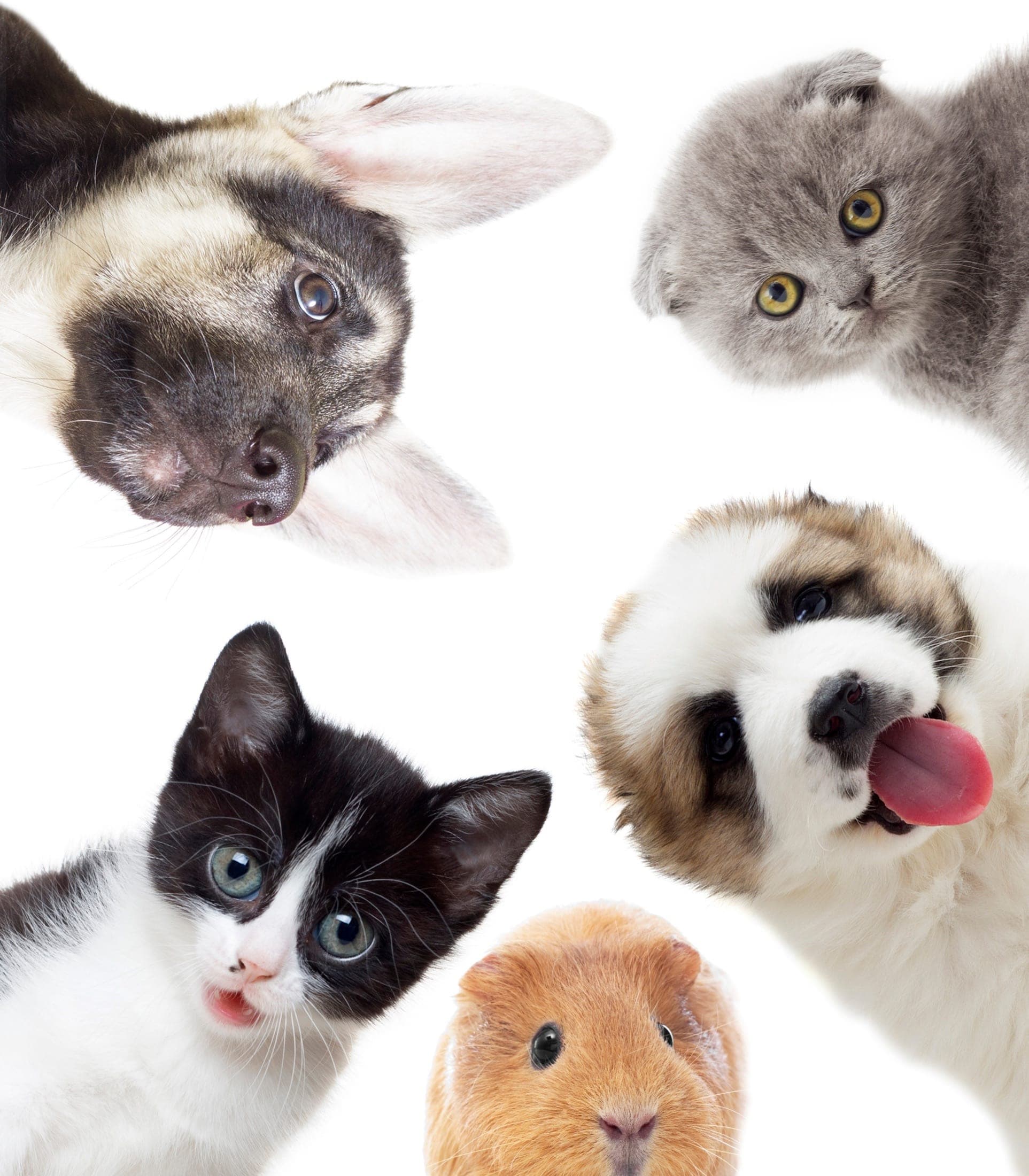A dog and cat photographed for the Zoocial public marketing homepage.