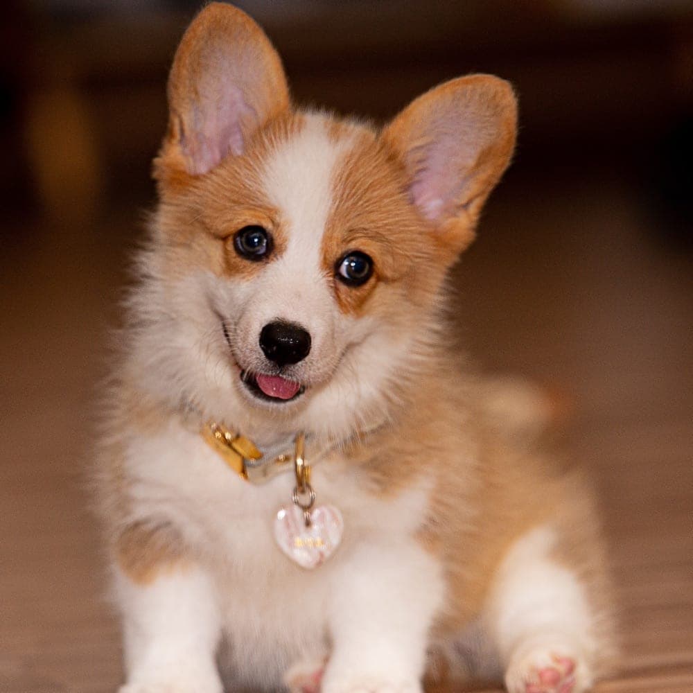 A corgi portrait used to represent a Zoocial pet profile.